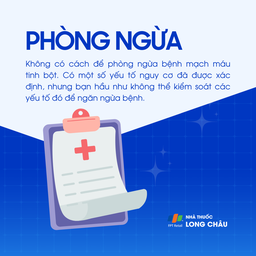 Mạch máu tinh bột 7