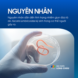 Nhiễm giun đũa 3