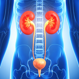 Nhiễm trùng đường tiết niệu ở nữ 3