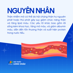 Thận nhiễm mỡ 3