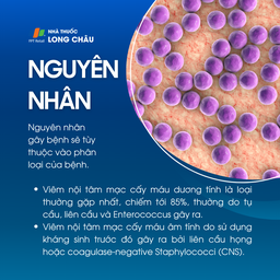 Viêm nội tâm mạc nhiễm khuẩn 3