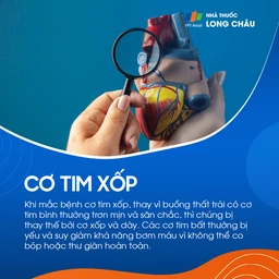 Cơ tim xốp 1