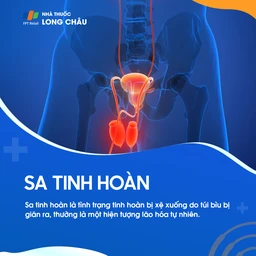 Sa tinh hoàn 1