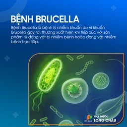 Bệnh brucella 1