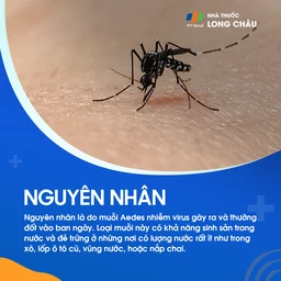 Sốt xuất huyết 4