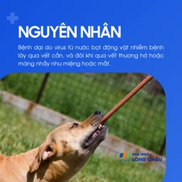 Bệnh dại do virus từ nước bọt động vật nhiễm bệnh lây qua vết cắn hoặc vết thương hở