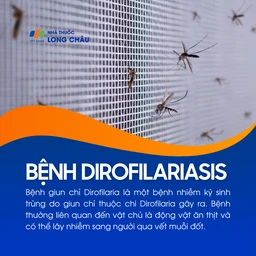 Bệnh Dirofilariasis 1
