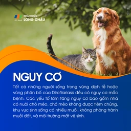 Bệnh Dirofilariasis 4