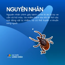 Bệnh Lyme 3