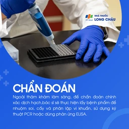 Dịch hạch 6