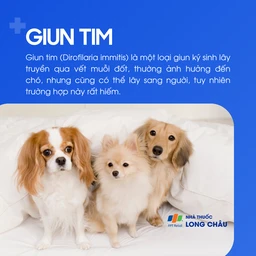 Giun tim 1