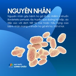 Nguyên nhân gây bệnh ho gà: vi khuẩn Bordetella pertussis 