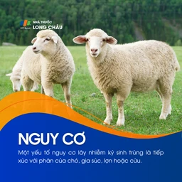 Nhiễm Echinococcus 4