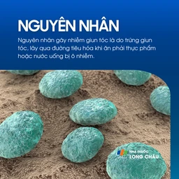 Nhiễm giun tóc 3