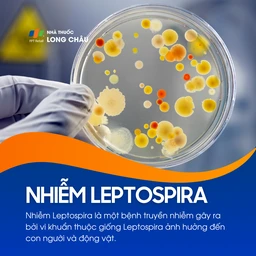 Nhiễm Leptospira 1