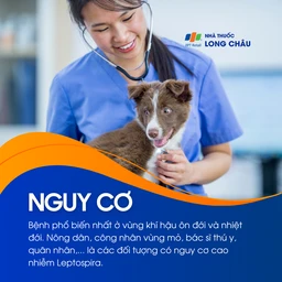 Nhiễm Leptospira 4