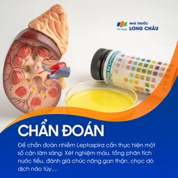 Nhiễm Leptospira 5