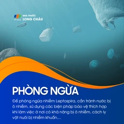 Nhiễm Leptospira 7