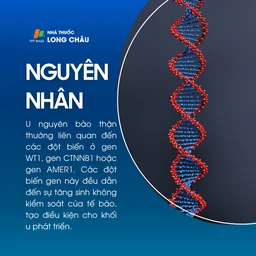 U nguyên bào thận 3