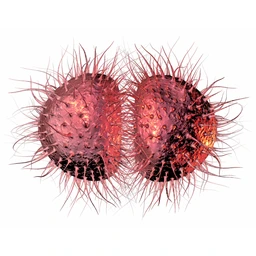 Viêm não mô cầu BC là gì? Những vấn đề cần biết về viêm não mô cầu BC 2