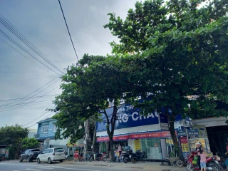 Nhà Thuốc FPT Long Châu 597 Lạc Long Quân (Ngã Ba Chợ Lăng Cô), X. Chân Mây – Lăng Cô, TP. Huế