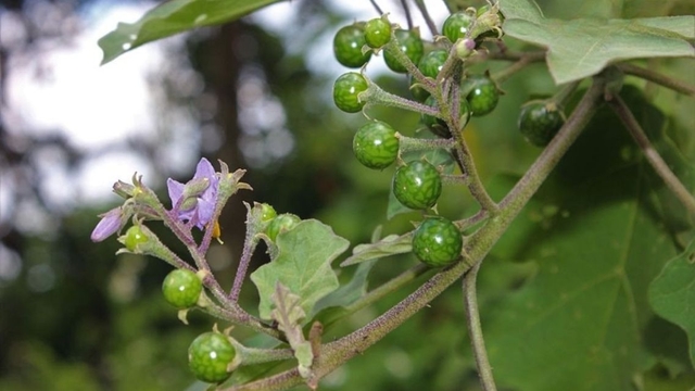 bai-viet/ca-dang-loai-qua-dan-da-mang-den-loi-ich-suc-khoe-bat-ngo.html