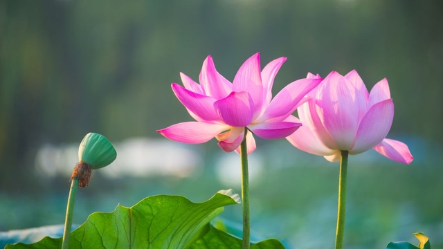 bai-viet/cac-bo-phan-cua-hoa-sen-va-cong-dung-tuyet-voi-it-ai-biet.html