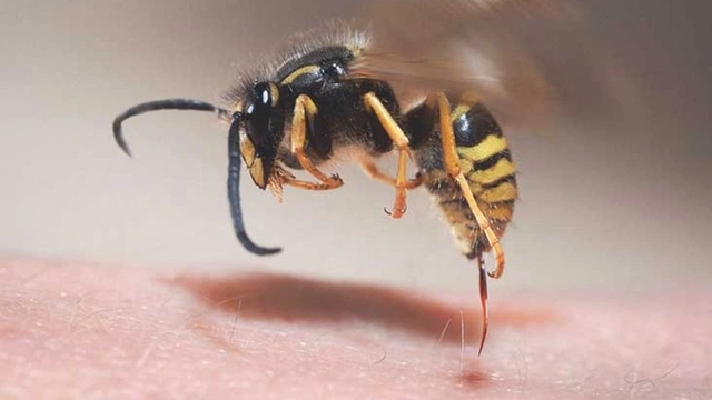 bai-viet/con-to-vo-co-dot-khong-cach-xu-ly-khi-bi-to-vo-tan-cong.html