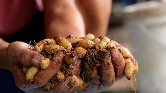 bai-viet/duong-dua-gia-tri-dinh-duong-loi-ich-suc-khoe-va-nhung-rui-ro-tiem-an-ban-can-biet.html