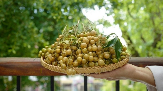bai-viet/qua-moc-mat-dac-san-nui-rung-va-vi-thuoc-quy-cho-suc-khoe.html