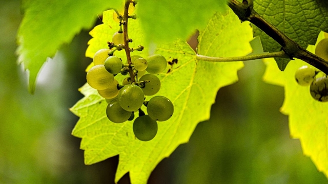 bai-viet/la-nho-va-nhung-loi-ich-suc-khoe-tiem-an-it-nguoi-biet.html