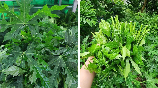 bai-viet/loai-rau-it-nguoi-biet-lai-co-the-ho-tro-suc-khoe-gan-va-xuong-khop.html