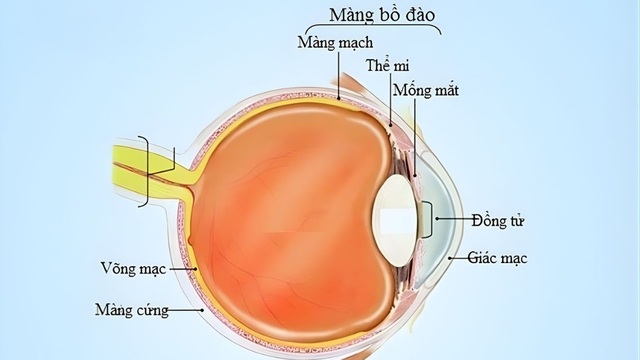 bai-viet/mang-bo-dao-la-gi-cau-truc-chuc-nang-va-benh-ly-thuong-gap.html