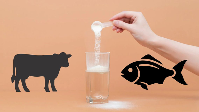 bai-viet/collagen-tu-ca-so-voi-collagen-tu-bo-khac-nhau-the-nao-loai-nao-tot-hon.html