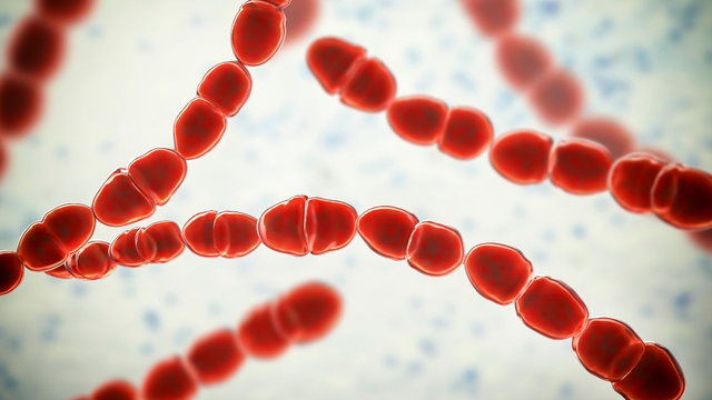 bai-viet/streptococcus-thermophilus-la-gi-loi-ich-suc-khoe-va-cach-bo-sung.html