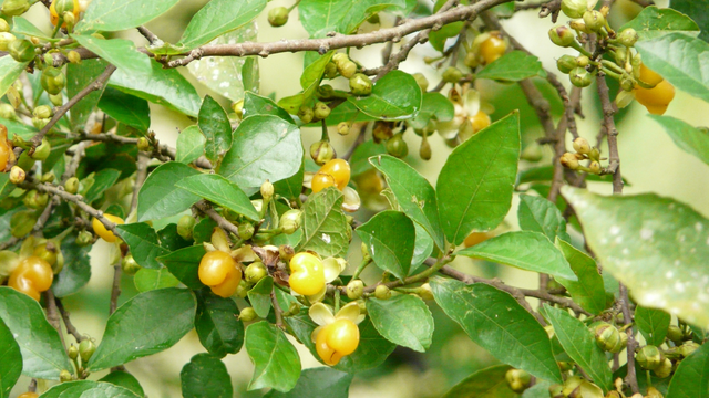 bai-viet/cay-duoi-dac-diem-thanh-phan-va-cong-dung-doi-voi-suc-khoe.html