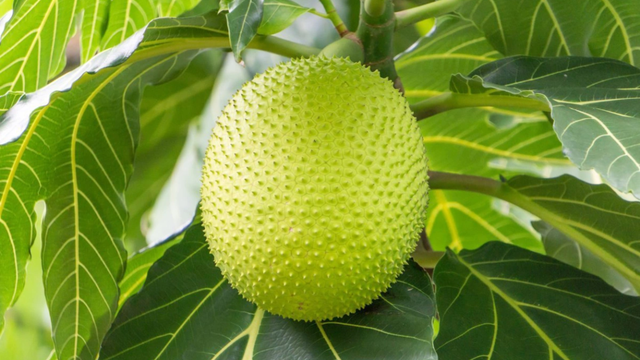 bai-viet/nhung-tac-hai-cua-qua-sake-khi-dung-khong-dung-cach-va-luu-y-quan-trong-ban-can-biet.html