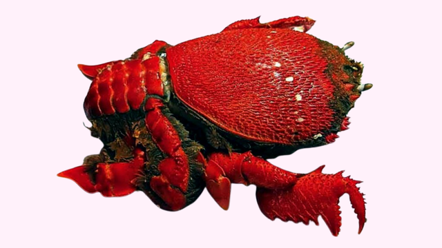 bai-viet/cua-huynh-de-la-gi-thanh-phan-dinh-duong-noi-bat-cua-cua-huynh-de.html