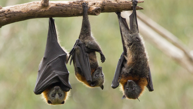 bai-viet/bo-y-te-khuyen-cao-khong-an-trai-cay-bi-doi-chim-can-phong-virus-nipah.html