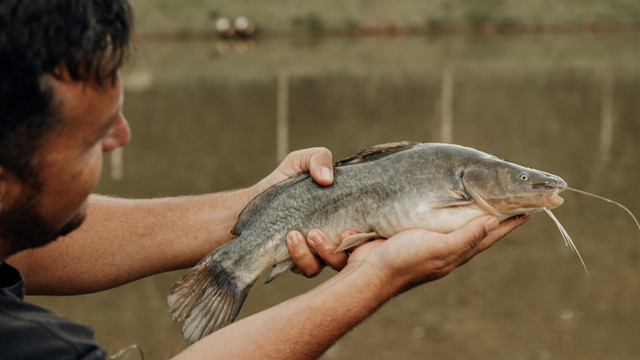 bai-viet/ca-nheo-gia-tri-dinh-duong-loi-ich-suc-khoe-va-cach-su-dung-khoa-hoc.html