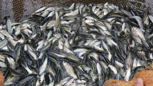 bai-viet/ca-nuoi-va-ca-tu-nhien-co-khac-nhau-ve-gia-tri-dinh-duong-khong.html