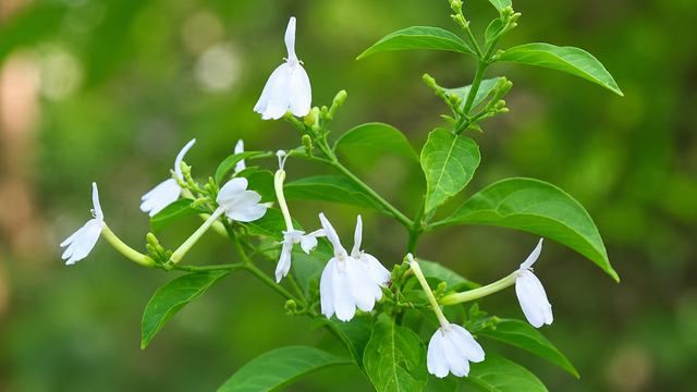 bai-viet/cay-kien-co-cong-dung-va-nhung-luu-y-khi-su-dung-cho-suc-khoe.html