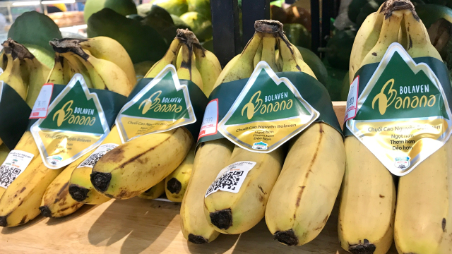 bai-viet/chuoi-bolaven-dac-diem-va-gia-tri-dinh-duong.html