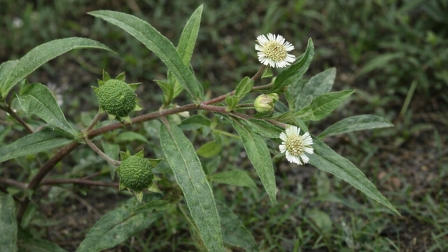 bai-viet/co-muc-co-an-duoc-khong-luu-y-an-toan-khi-su-dung.html