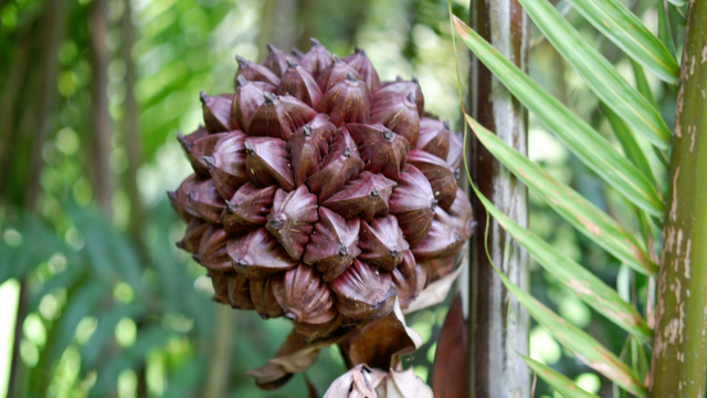 bai-viet/dua-nuoc-la-gi-gia-tri-dinh-duong-va-cong-dung.html