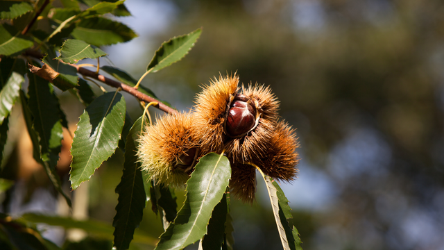 bai-viet/hat-de-rung-co-tot-khong-nhung-cong-dung-khong-nen-bo-qua.html