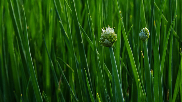 bai-viet/la-hanh-tay-co-an-duoc-khong-thanh-phan-dinh-duong.html