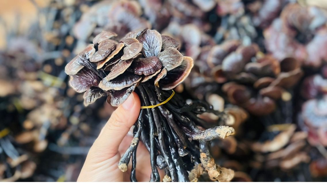 bai-viet/nam-linh-chi-co-co-hinh-anh-cong-dung-va-cach-su-dung-hieu-qua.html