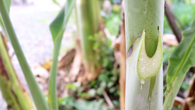 bai-viet/nhua-chuoi-dinh-vao-mat-phai-lam-sao-cach-so-cuu-dung-va-khi-nao-can-di-kham.html