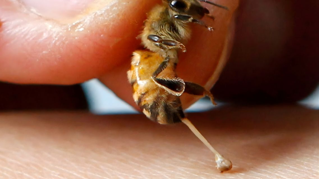 bai-viet/noc-ong-co-tac-dung-gi-su-that-ve-cong-dung-va-rui-ro-ban-can-biet.html